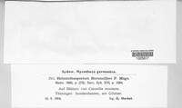 Alternaria bornmuelleri image